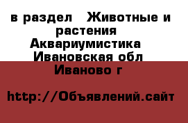  в раздел : Животные и растения » Аквариумистика . Ивановская обл.,Иваново г.